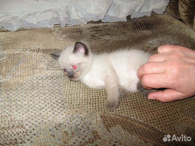 Котенок сиамский купить на Зозу.ру - фотография № 1