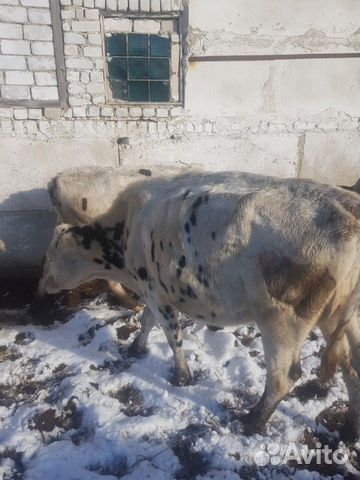 Коровы голштины купить на Зозу.ру - фотография № 3