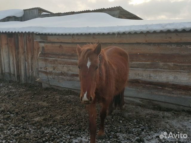 Лошадь, кобыла купить на Зозу.ру - фотография № 2