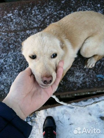 Продаю собаку породы борзая купить на Зозу.ру - фотография № 4
