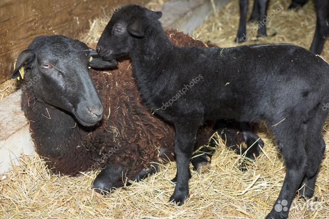 Продам двух овец с ягнятами купить на Зозу.ру - фотография № 1