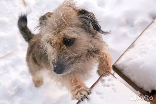 Маленькая собачка Мотя 1,5 лет.Стерилизована купить на Зозу.ру - фотография № 2