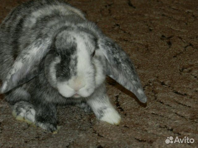 Кролик породы "карликовый вислоухий баран" купить на Зозу.ру - фотография № 1
