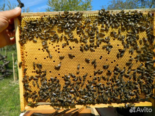 Пчелопакеты породы Карника купить на Зозу.ру - фотография № 4