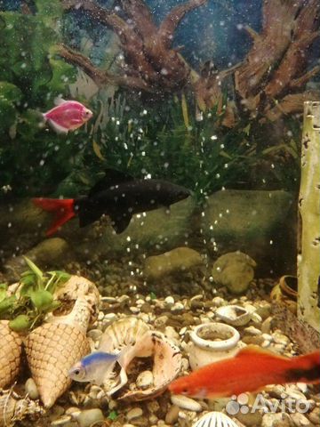 Рыба лабео чёрная с красным хвостом купить на Зозу.ру - фотография № 2