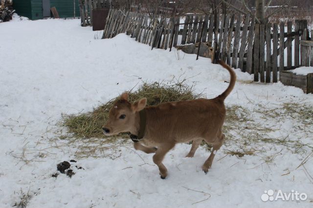 Бычок джерси фото