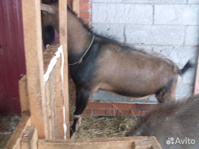Козочка альпийка, дойные козы купить на Зозу.ру - фотография № 8
