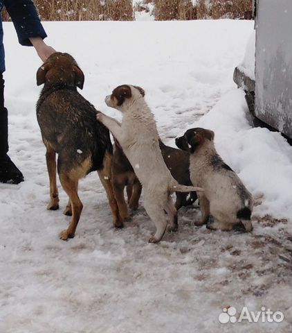 Собака и щенки купить на Зозу.ру - фотография № 2