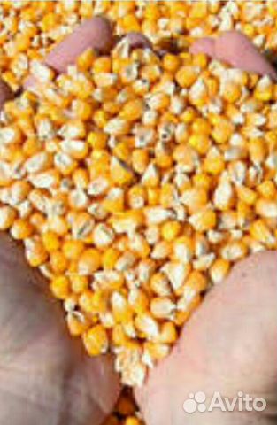 Кукуруза зерно купить на Зозу.ру - фотография № 1