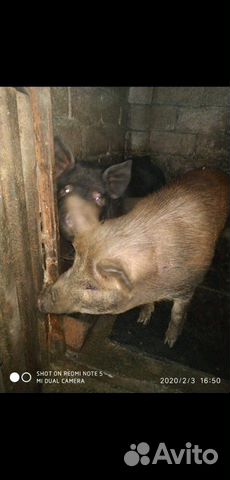Домашние животные, свиньи купить на Зозу.ру - фотография № 3