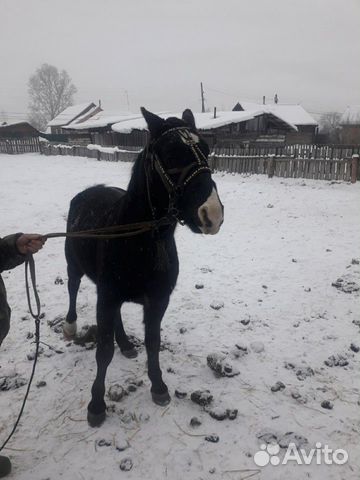Конь купить на Зозу.ру - фотография № 2