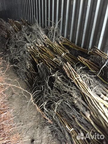 Грецкий орех саженцы арктик норд