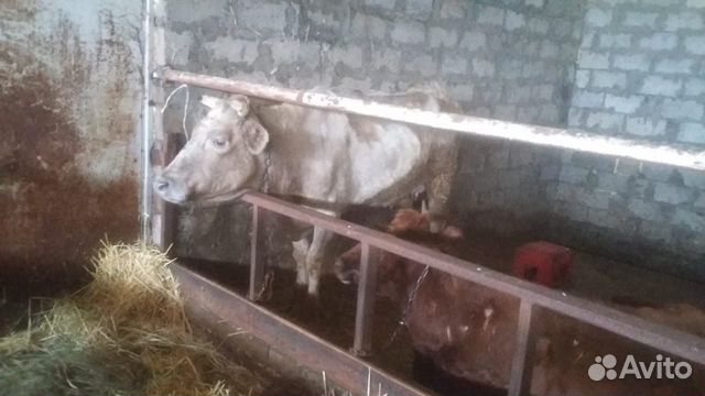 Корова с телочкой купить на Зозу.ру - фотография № 2
