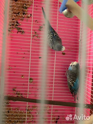 Два волнистых попугая вместе с клеткой купить на Зозу.ру - фотография № 1
