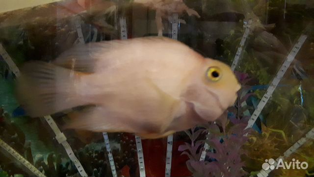 Аквариумная рыба-попугай купить на Зозу.ру - фотография № 5