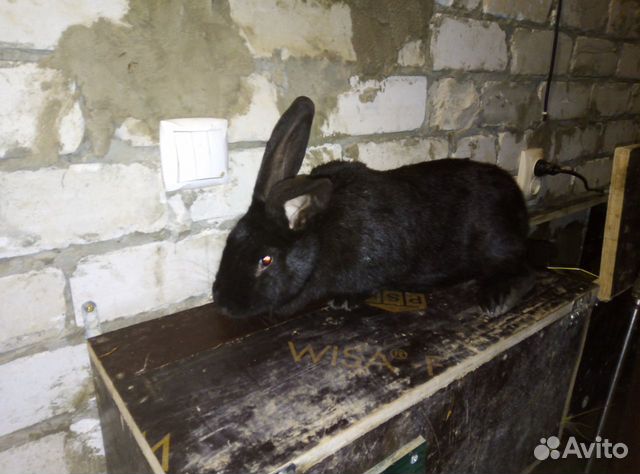 Клетка для кроликов купить на Зозу.ру - фотография № 5