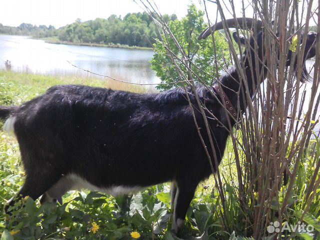 Альпийская коза, козочка купить на Зозу.ру - фотография № 2