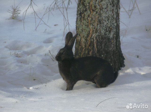 Кролик-красавец купить на Зозу.ру - фотография № 1