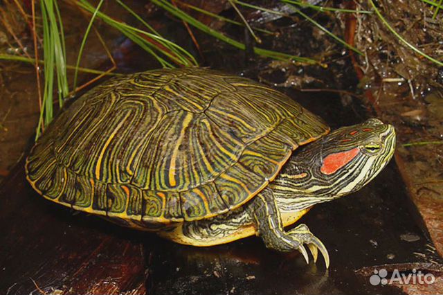 Большая красноухая черепаха купить на Зозу.ру - фотография № 1