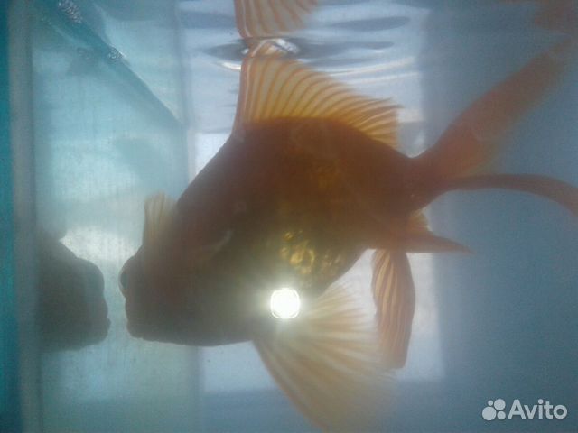 Золотая рыбка купить на Зозу.ру - фотография № 2