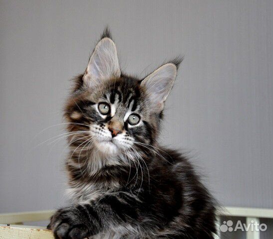 Котенок мейн-кун Забар