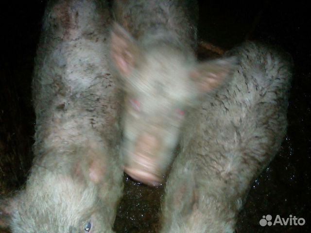 Продам свиней купить на Зозу.ру - фотография № 8