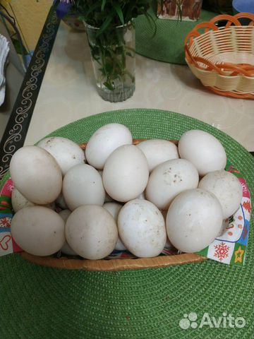 Яйца утиные на инкубацию купить на Зозу.ру - фотография № 1