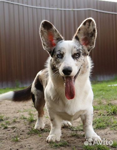 Вельш Корги Кардиган для продолжения рода