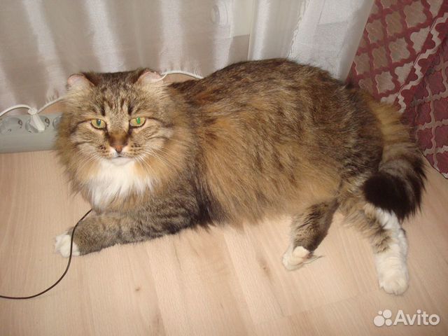 Найден котик купить на Зозу.ру - фотография № 1