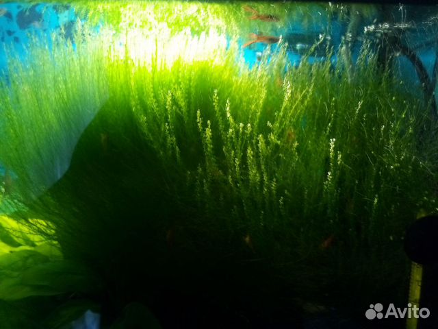 Аквариумное растение, креветки купить на Зозу.ру - фотография № 2