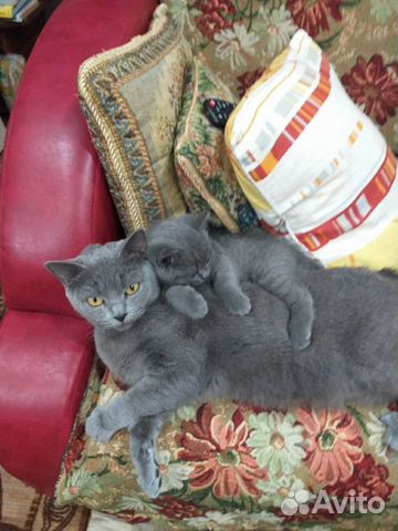Британские голубые остроухие котята купить на Зозу.ру - фотография № 1