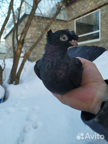 Продам голубей купить на Зозу.ру - фотография № 10