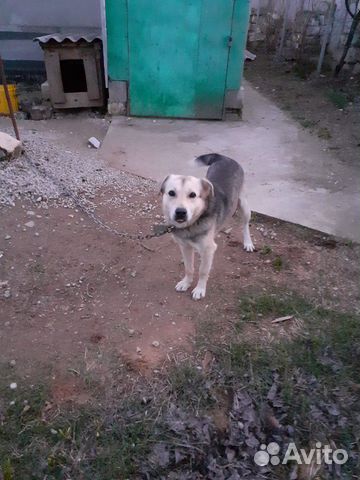 Собака в частный дом