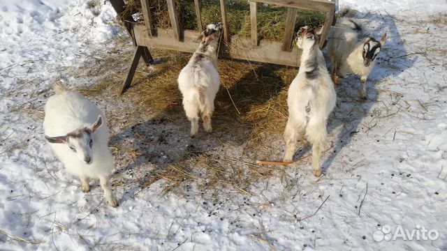 Козы и козлята купить на Зозу.ру - фотография № 3