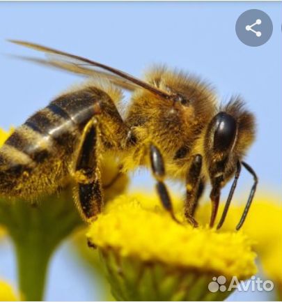 Пчелы. Пчело пакеты купить на Зозу.ру - фотография № 1
