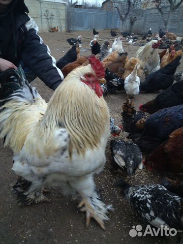 Инкубационное яйцо домашней птицы купить на Зозу.ру - фотография № 1