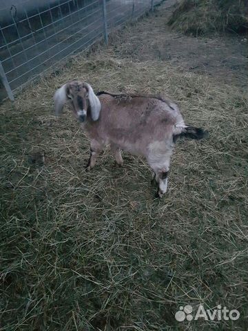 Продается нубийская коза купить на Зозу.ру - фотография № 2
