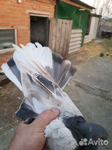Никалаевские голуби купить на Зозу.ру - фотография № 4