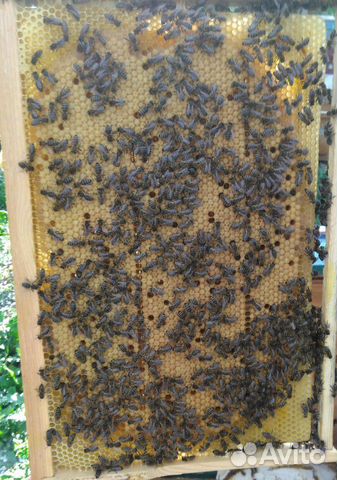 Качественные пчелопакеты купить на Зозу.ру - фотография № 3
