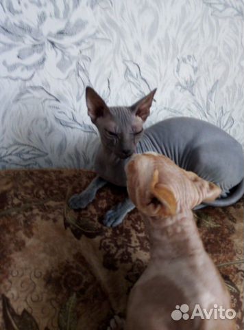 Котенок браш купить на Зозу.ру - фотография № 2