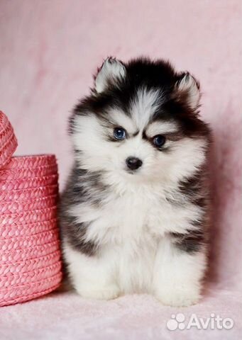 Померанский микро хаски - помски. Помски щенок. Помски спб. Помски спб. Помски собака.