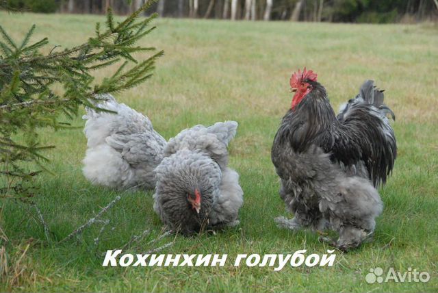 Суточные цыплята бройлеров и породные купить на Зозу.ру - фотография № 5