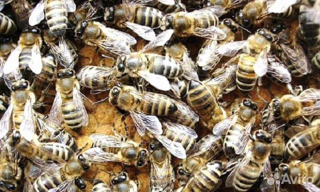 Пчелы карпатки купить на Зозу.ру - фотография № 1