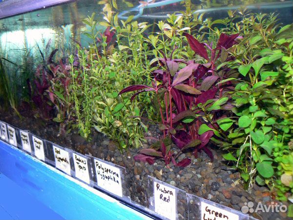авито аквариумные растения москва