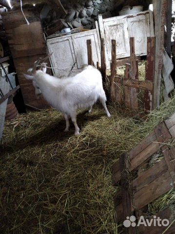 Продаются козы купить на Зозу.ру - фотография № 4