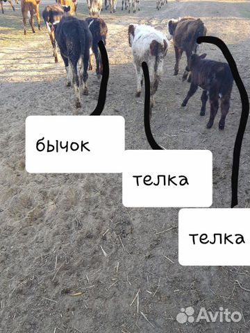 Бык и коровы купить на Зозу.ру - фотография № 5