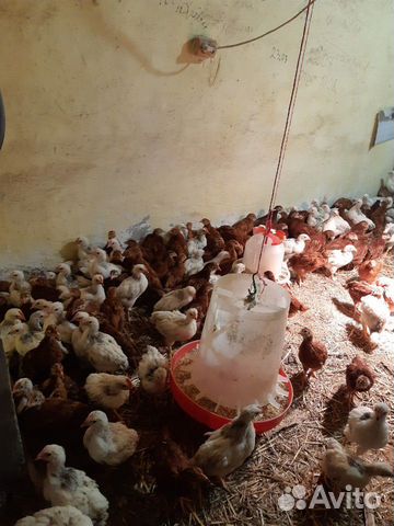 Цыплята домашние суточные и подрощенные купить на Зозу.ру - фотография № 2