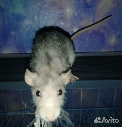 Крыса с контейнером купить на Зозу.ру - фотография № 3