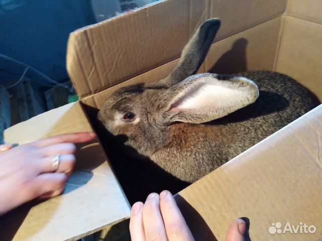 Фландер кролик купить на Зозу.ру - фотография № 3