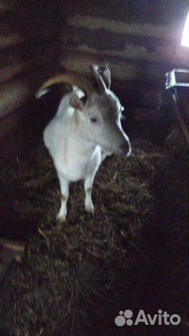 Продаём дойную козу купить на Зозу.ру - фотография № 1